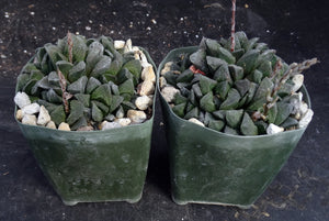 Haworthia pygmaea