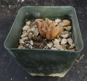 Haworthia pygmaea 'Tiger pygmaea' Variegated