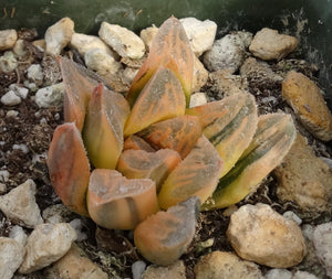 Haworthia pygmaea 'Tiger pygmaea' Variegated