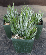Load image into Gallery viewer, Haworthia fasciata 'Wet Paint'
