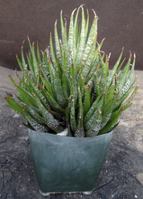 Load image into Gallery viewer, Haworthia fasciata 'Wet Paint'

