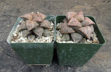 Load image into Gallery viewer, Haworthia pygmaea 'Yume No Ginga'
