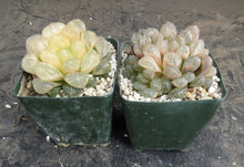 Load image into Gallery viewer, Haworthia 'Amber'
