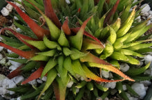 Load image into Gallery viewer, Haworthia angustifolia
