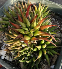Load image into Gallery viewer, Haworthia angustifolia

