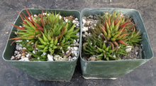 Load image into Gallery viewer, Haworthia angustifolia
