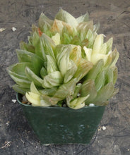 Load image into Gallery viewer, Haworthia cymbiformis 'variegata'
