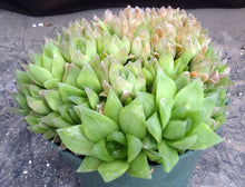 Load image into Gallery viewer, Haworthia cymbiformis *Big Cluster*
