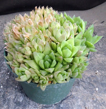 Load image into Gallery viewer, Haworthia cymbiformis *Big Cluster*
