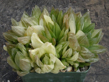 Load image into Gallery viewer, Haworthia cymbiformis 'variegata'
