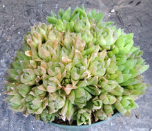Load image into Gallery viewer, Haworthia cymbiformis *Big Cluster*
