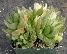 Load image into Gallery viewer, Haworthia cymbiformis 'variegata'
