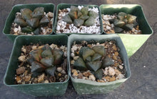Load image into Gallery viewer, Haworthia 'Desert Iron'
