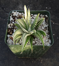 Load image into Gallery viewer, Haworthia fasciata 'variegata' White Variegated J7
