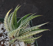 Load image into Gallery viewer, Haworthia fasciata 'variegata' White Variegated J7
