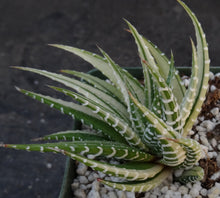 Load image into Gallery viewer, Haworthia fasciata 'variegata' White Variegated J7
