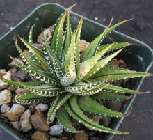 Load image into Gallery viewer, Haworthia fasciata 'variegata' White Variegated J8
