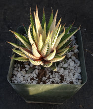 Load image into Gallery viewer, Haworthia fasciata 'variegata' White Variegated J9
