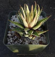Load image into Gallery viewer, Haworthia fasciata 'variegata' White Variegated J9

