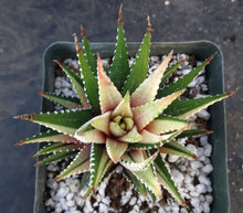 Load image into Gallery viewer, Haworthia fasciata 'variegata' White Variegated J9
