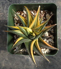 Load image into Gallery viewer, Haworthia limifolia *variegated*
