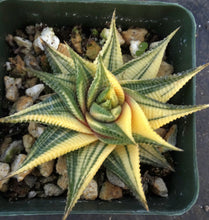 Load image into Gallery viewer, Haworthia limifolia 'variegata' Variegated J10
