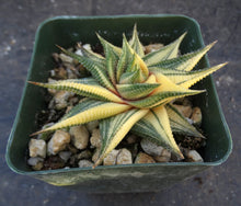 Load image into Gallery viewer, Haworthia limifolia 'variegata' Variegated J10
