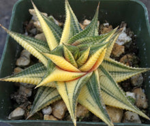 Load image into Gallery viewer, Haworthia limifolia 'variegata' Variegated J10
