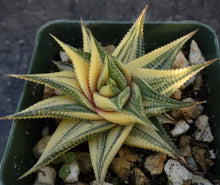 Load image into Gallery viewer, Haworthia limifolia 'variegata' Variegated J10
