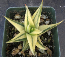 Load image into Gallery viewer, Haworthia limifolia 'variegata' Variegated J11
