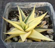 Load image into Gallery viewer, Haworthia limifolia 'variegata' Variegated J12
