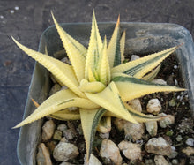 Load image into Gallery viewer, Haworthia limifolia 'variegata' Variegated J12
