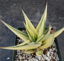 Load image into Gallery viewer, Haworthia limifolia 'variegata' Variegated J13
