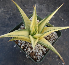 Load image into Gallery viewer, Haworthia limifolia 'variegata' Variegated J13
