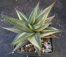 Load image into Gallery viewer, Haworthia limifolia 'variegata' Variegated J14
