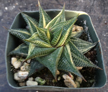 Load image into Gallery viewer, Haworthia limifolia 'variegata' Variegated J15
