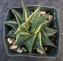 Load image into Gallery viewer, Haworthia limifolia 'variegata' Variegated J15
