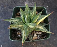 Load image into Gallery viewer, Haworthia limifolia 'variegata' Variegated J16
