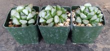 Load image into Gallery viewer, Haworthia mutica hybrid
