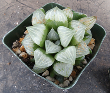 Load image into Gallery viewer, Haworthia mutica hybrid
