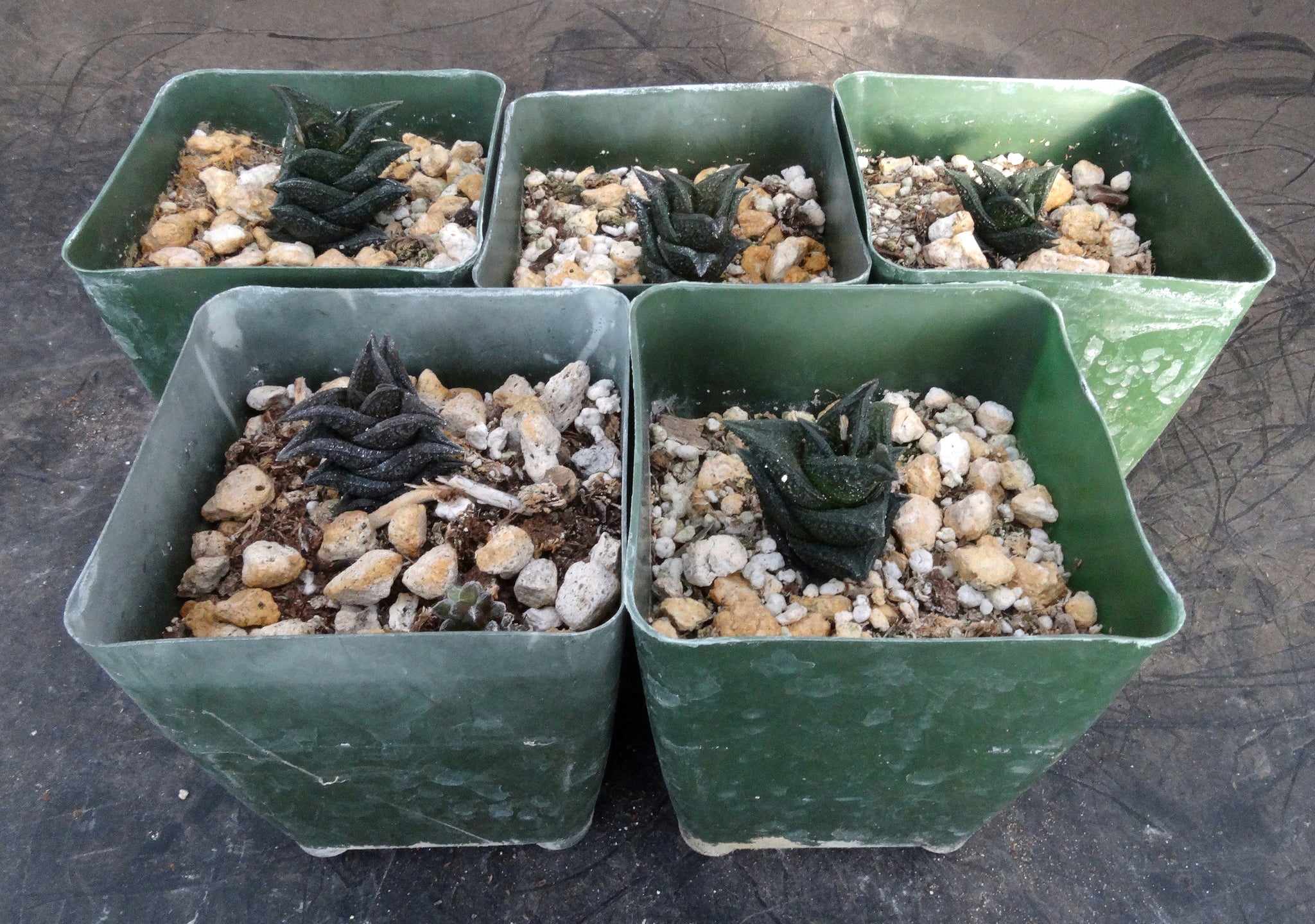 succulent leaves black Haworthia nigra *Black Leaves* – Kyle's Plants