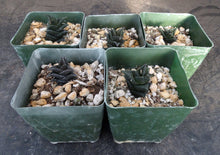 Load image into Gallery viewer, Haworthia nigra *Black Leaves*
