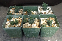 Load image into Gallery viewer, Haworthia nigra *Black Leaves*
