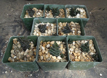 Load image into Gallery viewer, Haworthia nigra *Black Leaves*
