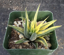 Load image into Gallery viewer, Haworthia radula &#39;variegata&#39; Variegated
