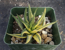 Load image into Gallery viewer, Haworthia radula &#39;variegata&#39; Variegated

