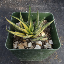Load image into Gallery viewer, Haworthia radula &#39;variegata&#39; Variegated
