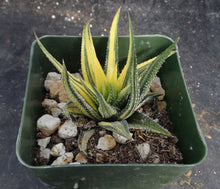Load image into Gallery viewer, Haworthia radula &#39;variegata&#39; Variegated

