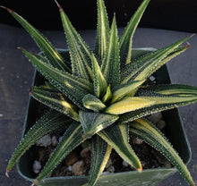 Load image into Gallery viewer, Haworthia radula 'variegata'
