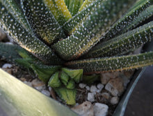 Load image into Gallery viewer, Haworthia radula 'variegata'
